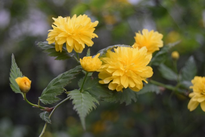 Yellow flowers on a branch