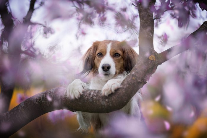 Dog on a tree branch with purple flowers
