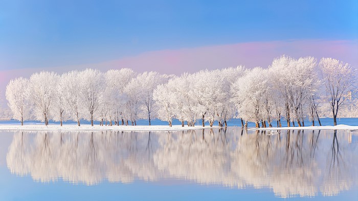Snow-covered trees reflected in calm water under a blue sky
