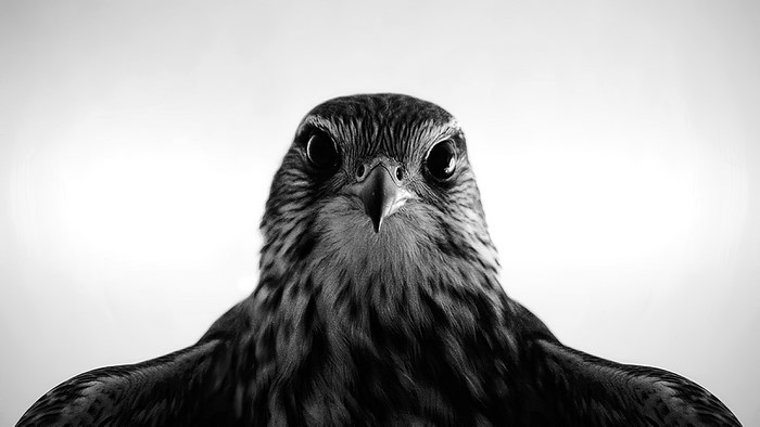 Monochrome frontal view of a hawk