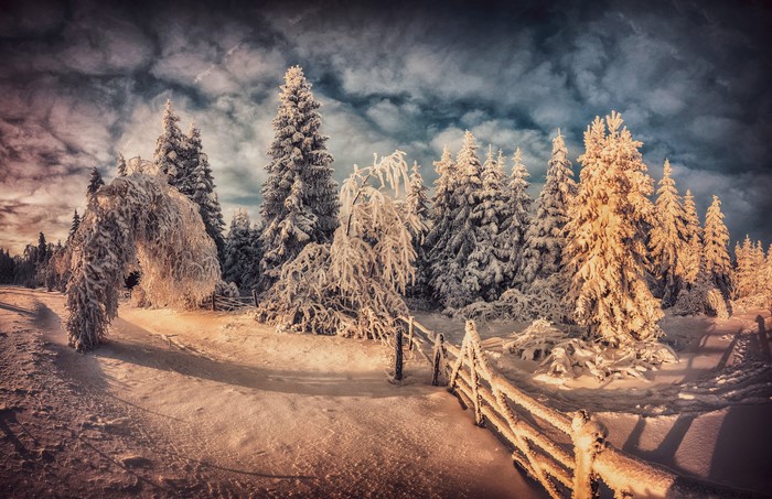 Snow-covered trees and archway in winter landscape