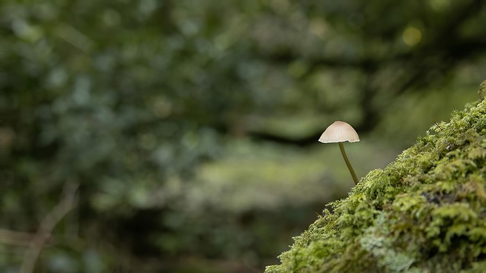 Mushroom on mossy tree in forest