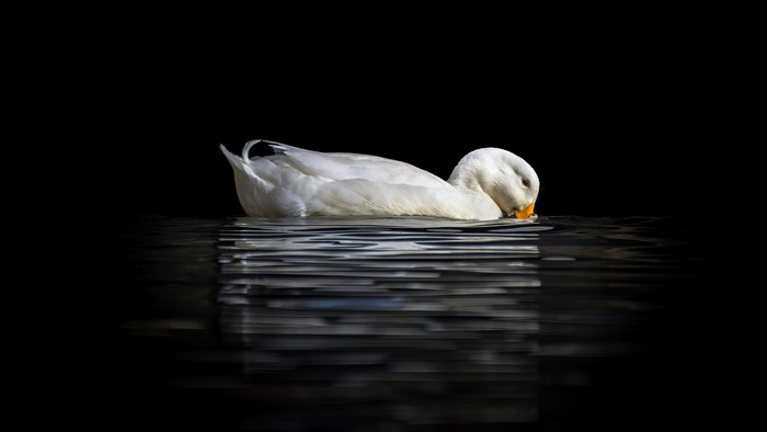 White duck swimming in dark water