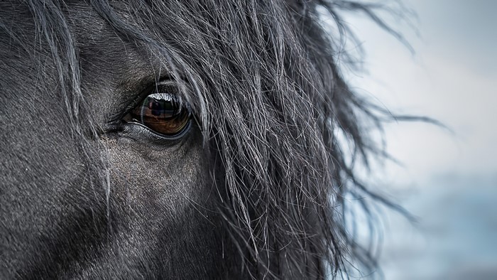 Close-up of a black horse's eye and mane