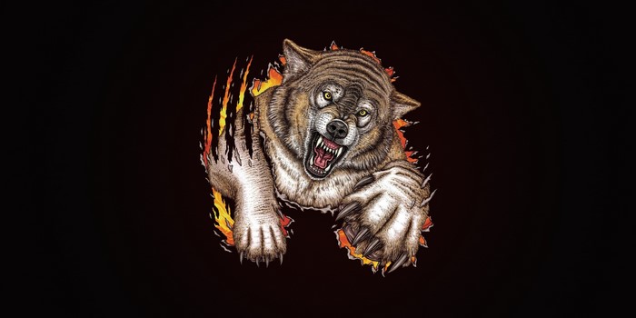 Wolf breaking through fire and black background