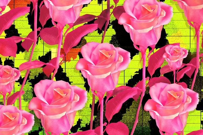 Pink roses on a neon green and black background
