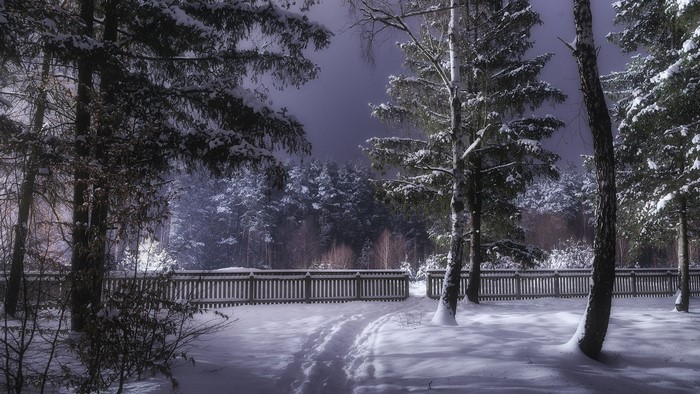 Snowy forest path with wooden fence