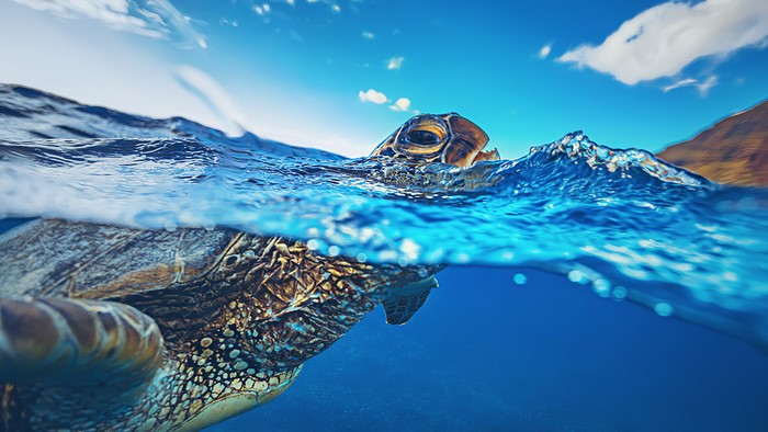 Sea Turtle surfacing in blue ocean water