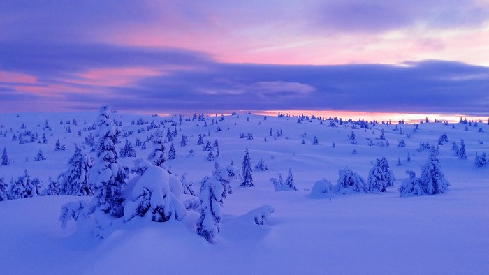 Snowy landscape with trees at sunset or sunrise