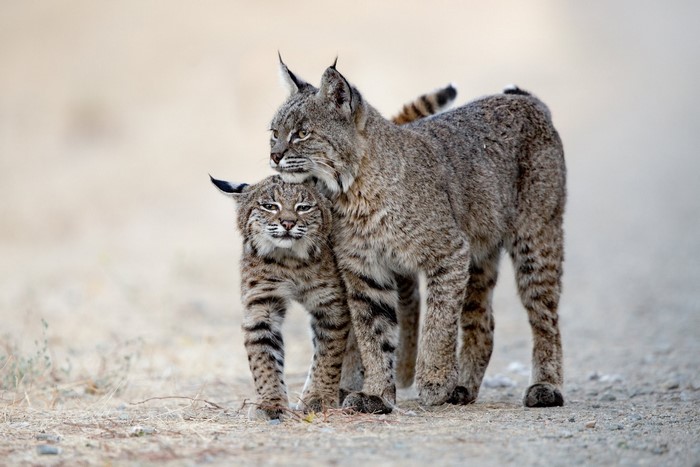 Two bobcats walking on a dirt path