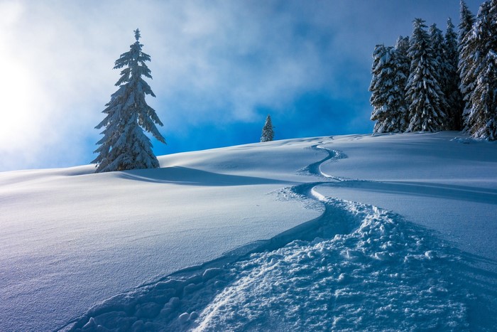 Snowy mountain slope with ski tracks and fir trees