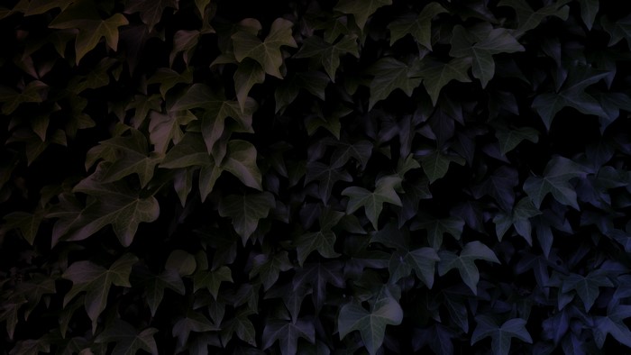 Dark Ivy Leaves with Gradient Lighting