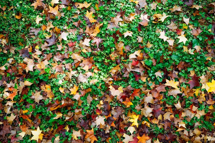 Fallen leaves on green grass