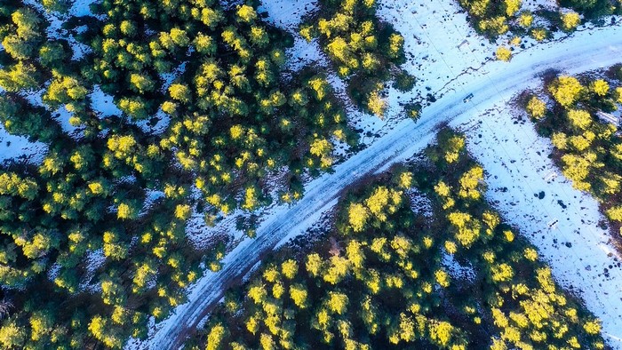 Aerial view of a snowy forest with a road