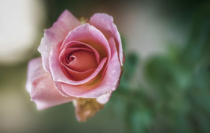 Close-up of a pink rose in bloom
