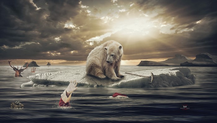 Polar bear on iceberg with drowning Santa and reindeer