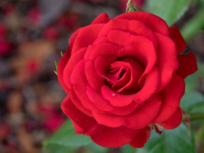 Close-up of a red rose with water droplets