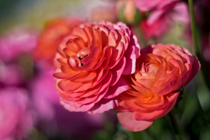 Close-up of two vibrant pink and orange ranunculus flowers