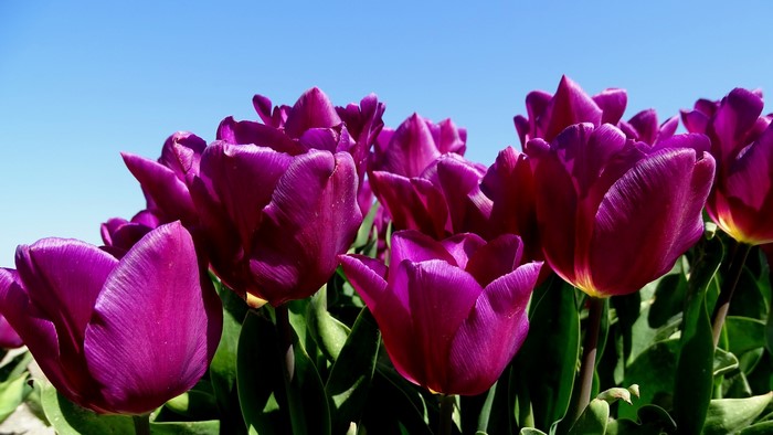 Purple tulips blooming under a clear blue sky