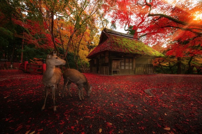 Deer in a Japanese garden with autumn leaves