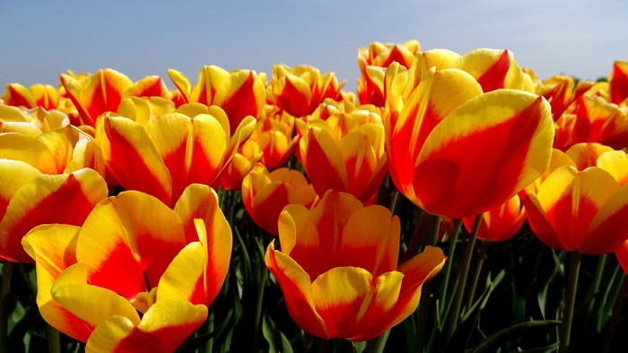 Field of Red and Yellow Tulips Under a Blue Sky