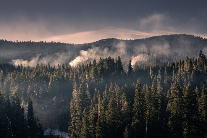 Smoke rising from a dense evergreen forest on a misty day
