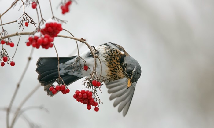 Bird eating red berries in winter