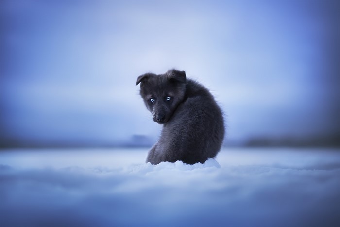 A young husky puppy with blue eyes in the snow