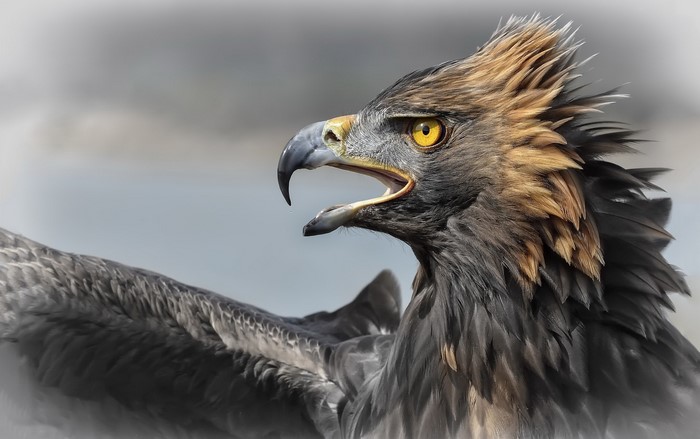 Golden Eagle with open beak and wings