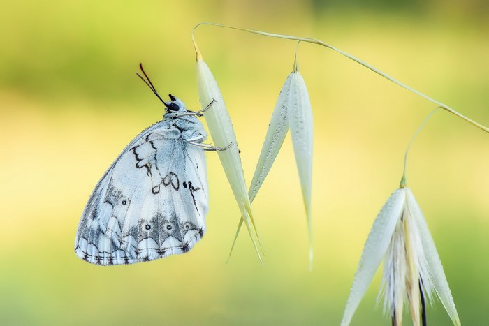 A marbled white butterfly on a blade of grass