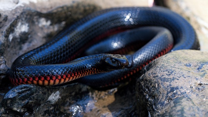 A black snake with red markings on rocks