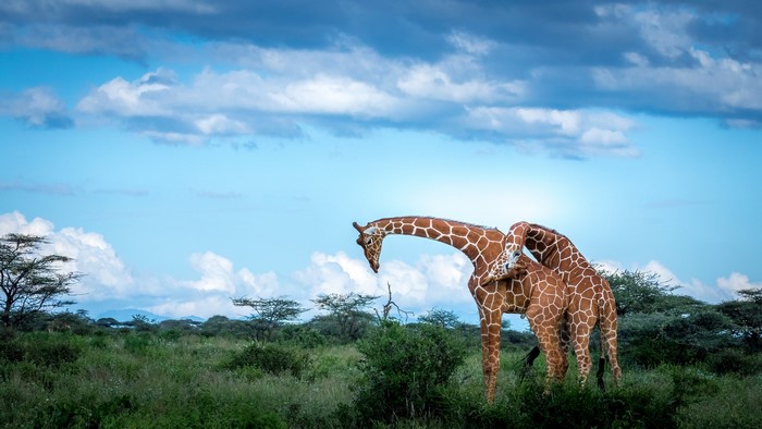 Two giraffes interacting in a savanna landscape