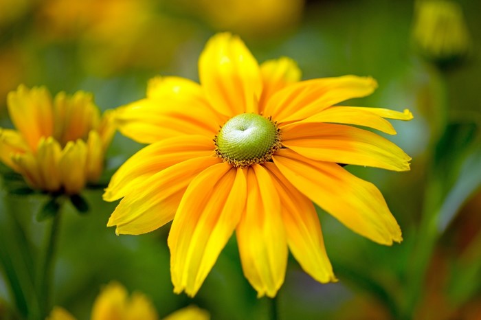 Close-up of a yellow coneflower with a green center