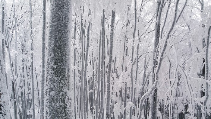 Forest covered in snow and frost