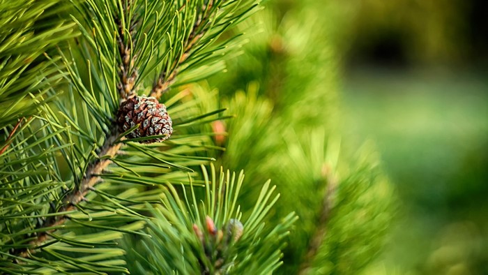 Pine cone on a pine tree branch with needles