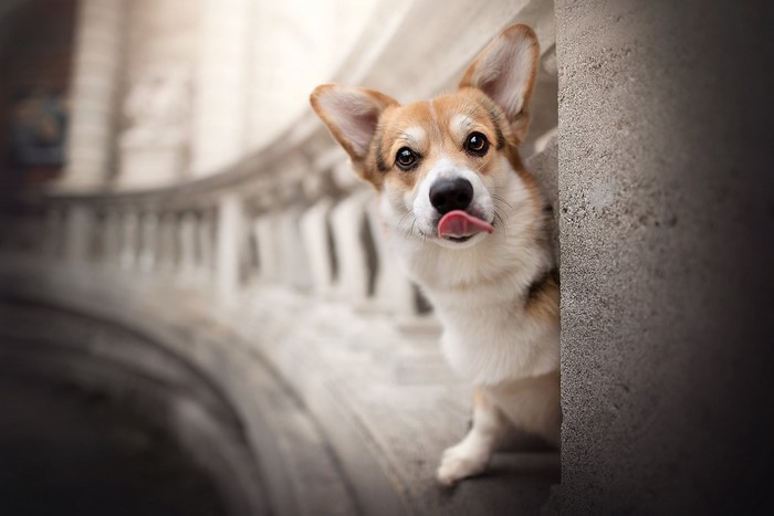 Corgi dog peeking around a corner with tongue out
