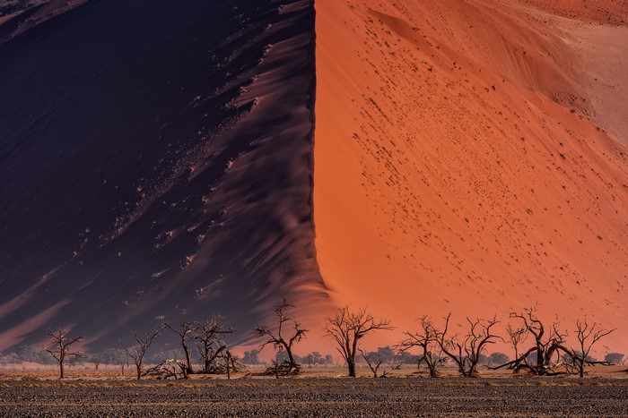 Namib Desert dunes with dead trees