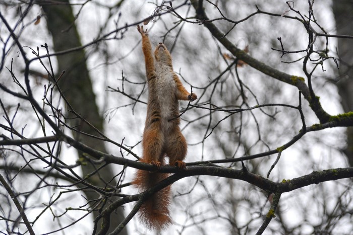 Squirrel reaching for a branch in a tree
