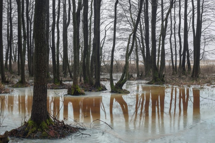 Bare trees reflected in icy water of a swamp