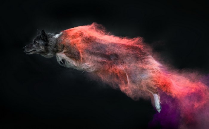 Dog jumping with colorful powder explosion