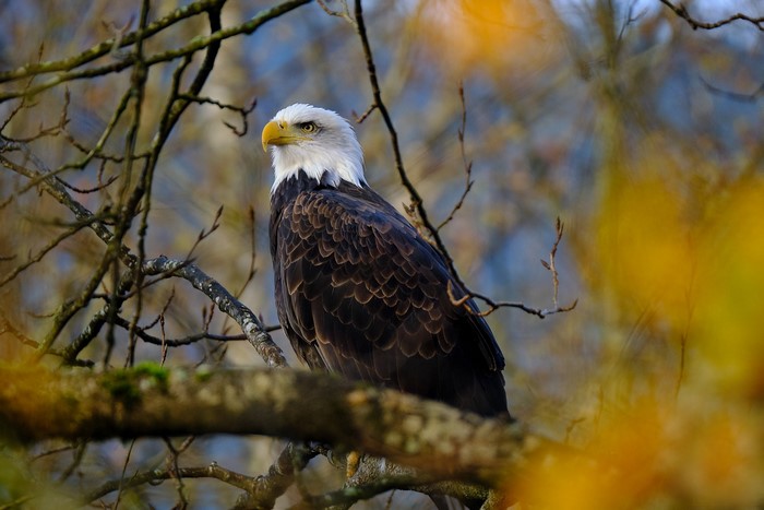 Bald eagle perched on a tree branch