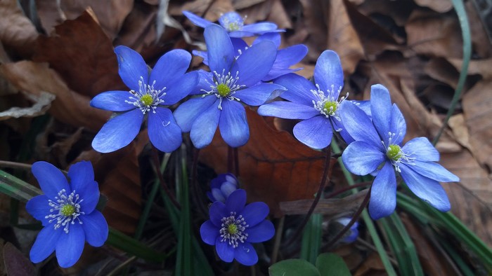 Blue wildflowers blooming in dry leaves