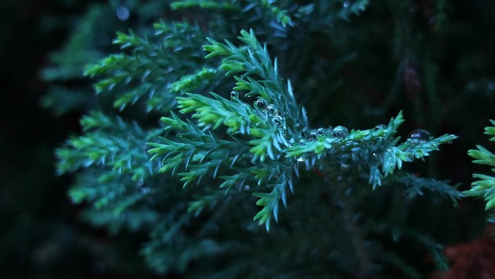 Close-up of Thuja branches with water drops