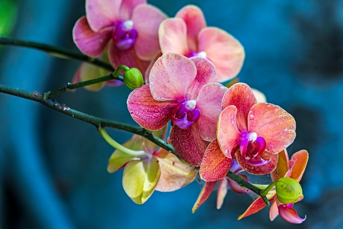 Pink and orange orchids on a branch