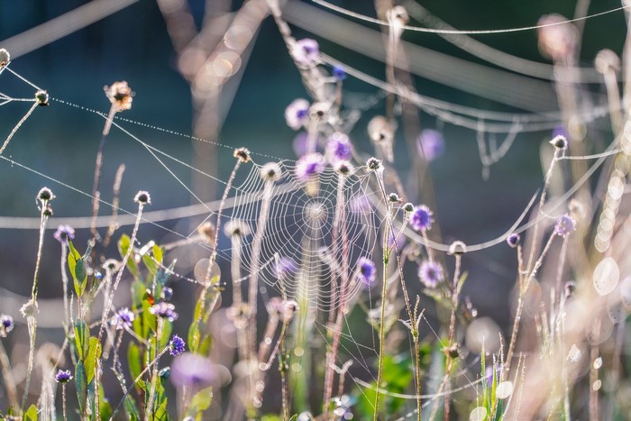 Spiderwebs on plants with purple flowers in sunlight