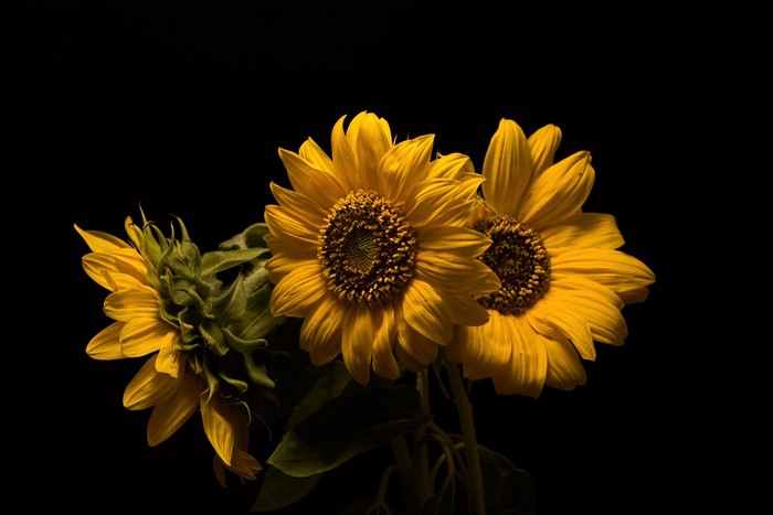 Three sunflowers against a black background