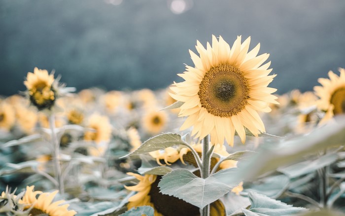 Field of sunflowers with shallow depth of field