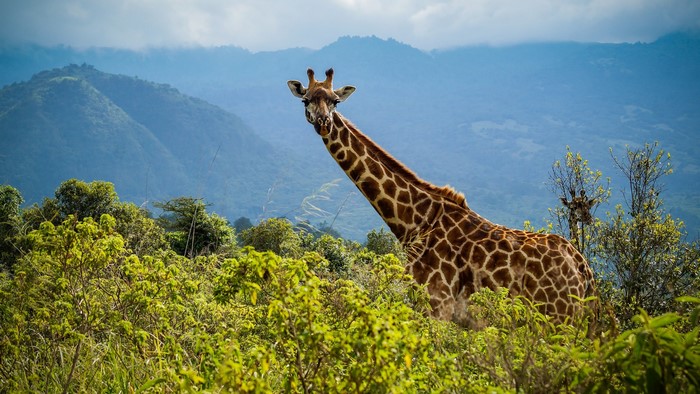 Giraffes in a lush green landscape with mountains