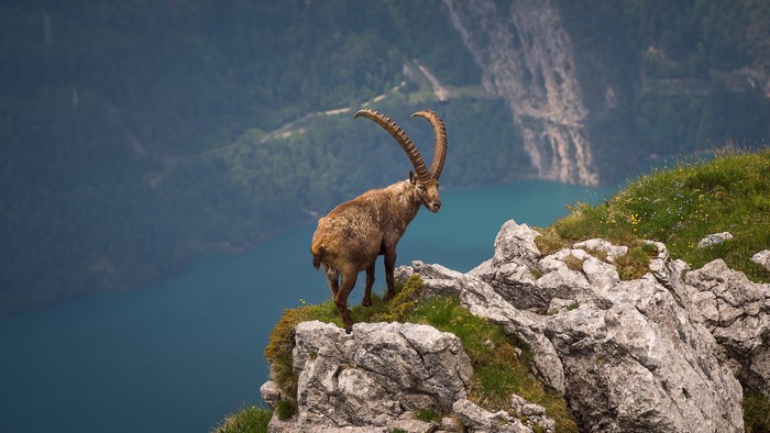 Alpine Ibex on a rocky cliff overlooking a lake