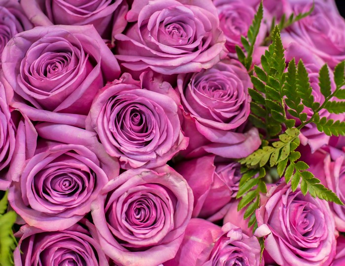 4K Pink Roses and Green Ferns